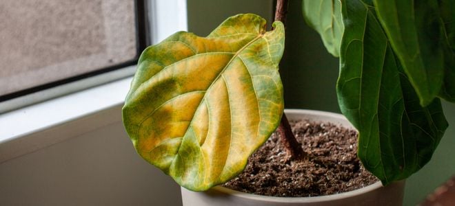 yellow leaf on fig plant