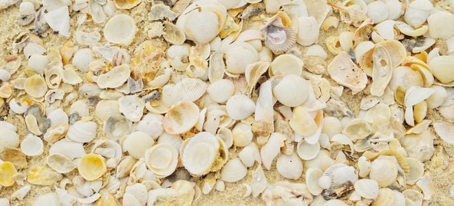 a pile of small seashells