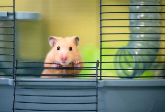 escape proof hamster cage
