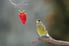 Hungry greenfinch looking on red strawberry.