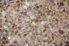 close up view of terrazzo flooring