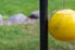 A backyard tetherball set.