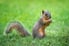 Squirrel standing on hind legs in the grass