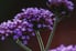 butterfly bush with purple blossoms