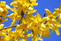 Yellow forsythia