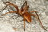 A brown spider crawling across a cement surface.