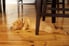 dog laying under a table on hardwood flooring