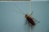 cockroach on wall tile
