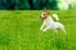 A small, happy dog jumps across a lawn.
