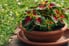 coleus with green and red leaves in a pot outside by grass