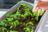 Female hands hold young tomato seedlings in a box in a brightly lit grow room.