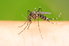 A mosquito on a person's skin against a green background.