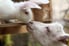 white bunny and goat nuzzling noses