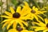 A close look at a few flowering black-eyed Susans.