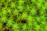 living sphagnum moss from above