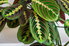 maranta prayer plant with green leaves that have large red lines