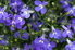 blue lobelia flowers like small pansies