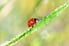 ladybug on grass with frost or ice