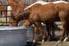 Horses drink water from a stock tank.
