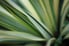 A close-up of a yucca plant's leaves.