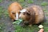two Guinea Pigs