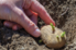 hand planting a sprouting potato