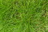 long fescue grass