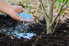 Dropping blue fertilizer pellets into the soil near a plant