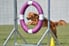 dog jumping through playground hoop