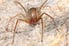 brown recluse spider on sandy background