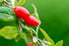goji berries growing on a leafy branch