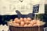 A basket of organic eggs for sale. 