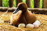 duck sitting on eggs in hay