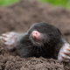 mole emerging