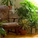 A corner filled with well-tended houseplants.