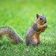 Squirrel standing on hind legs in the grass
