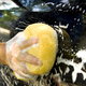 A yellow sponge on a black car with soapy bubbles. 