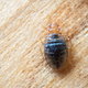 A bed bug on a brown background.