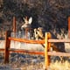 A young doe jumping a fence.