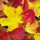 brightly colored fall leaves