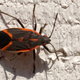boxelder bug on white wall