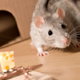A rat approaching a mouse trap with cheese as the bait.