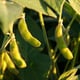 Soybeans ripening up in a garden.