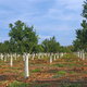 A grove of citrus trees with white paint on the trunks.