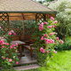 wood gazebo with pink roses in garden