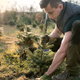 young man planting small Christmas trees