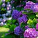 Blue and purple hydrangea flowers on bushes
