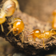 Termites on wood.