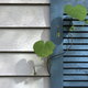 A flowering vine creeping up against a house with gray siding and a blue shutter.