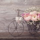 A bicycle planter with roses in front os a shabby-chic painted wall.